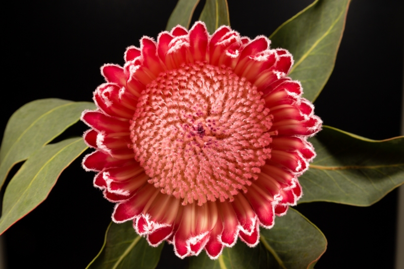 Protea Empress