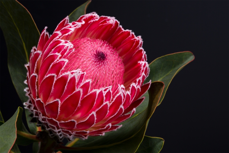 Protea Empress