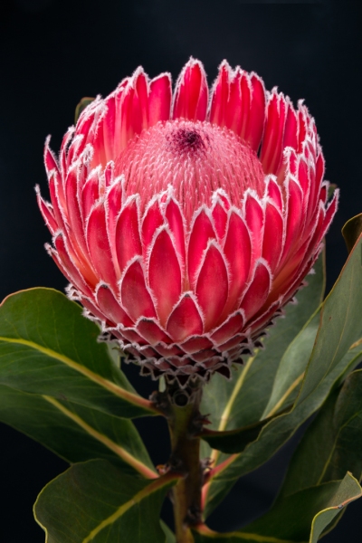 Protea Empress