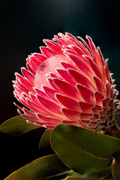 Protea Empress